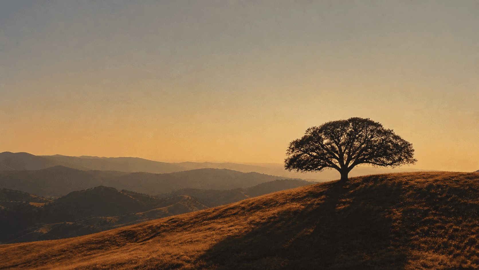 A lone oak overlooking golden foothills at sunset